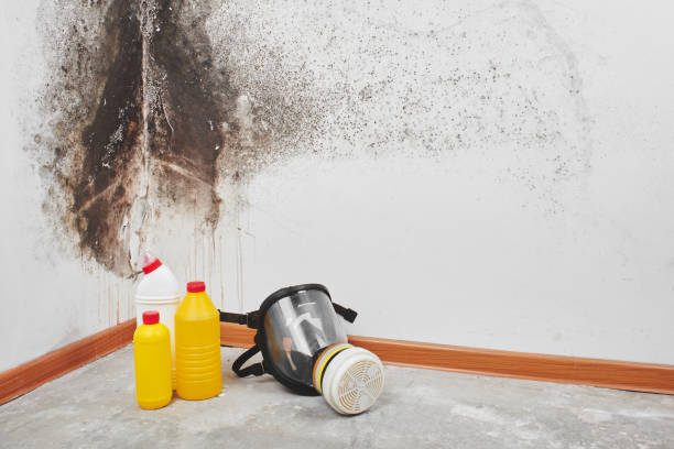 Best Toxic Mold Removal  in Cerro Gordo, IL