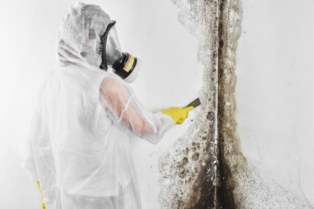 Best Commercial Mold Removal  in Cerro Gordo, IL