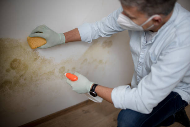 Best Mold Remediation  in Cerro Gordo, IL