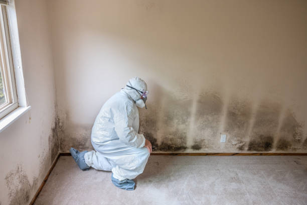 Crawl Space Mold Removal in Cerro Gordo, IL