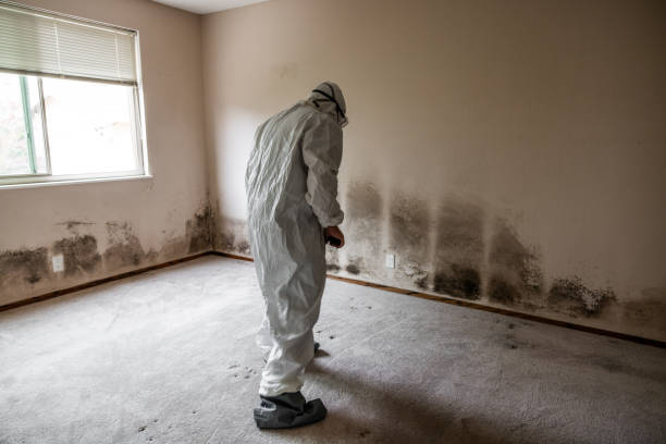 Best Residential Mold Removal  in Cerro Gordo, IL